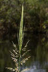 Annual wildrice <BR>Nakedstem dewflower <BR>Nakedstem dewflower <BR>Nakedstem dewflower <BR>Nakedstem dewflower